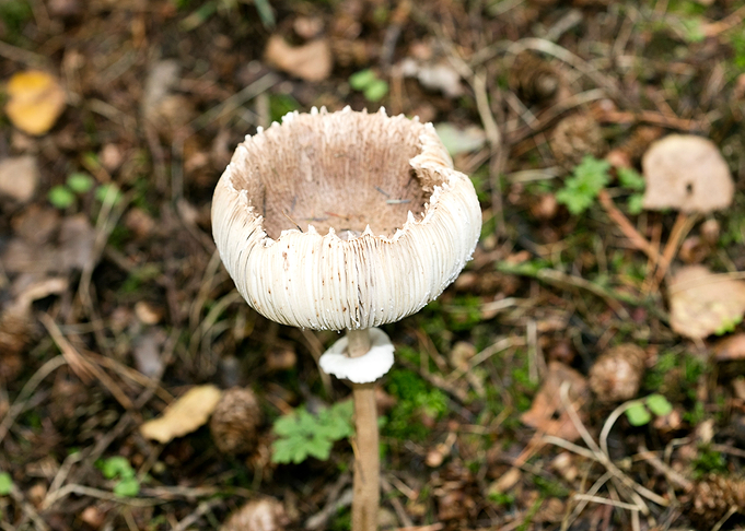 Wild mushroom macro prints