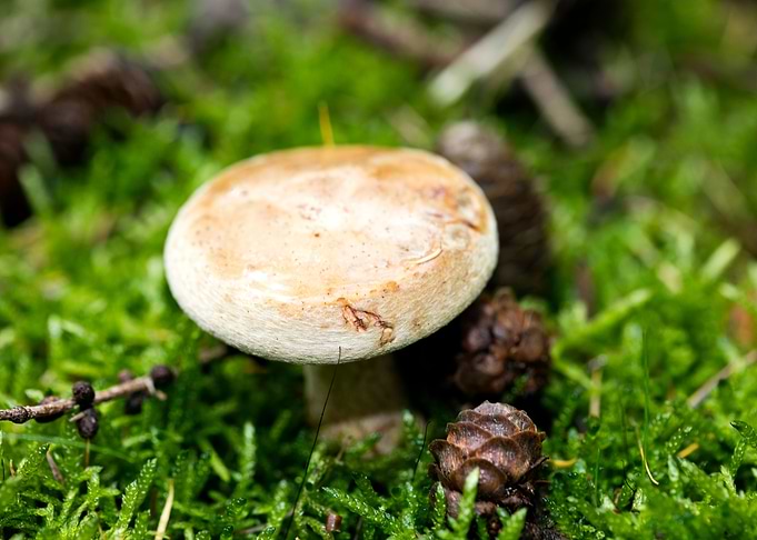 Wild mushroom macro prints
