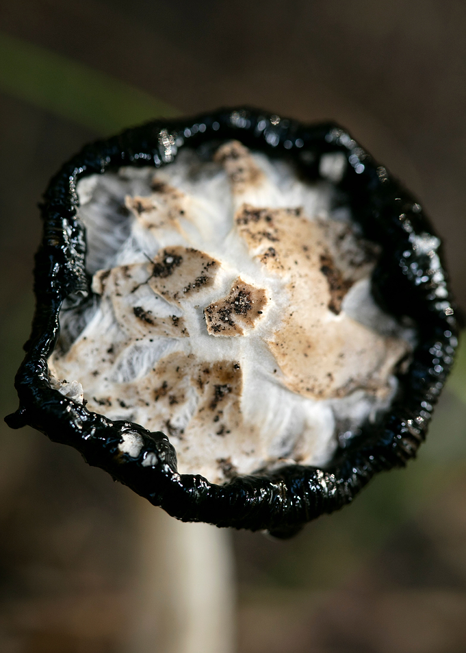 Wild mushroom macro prints