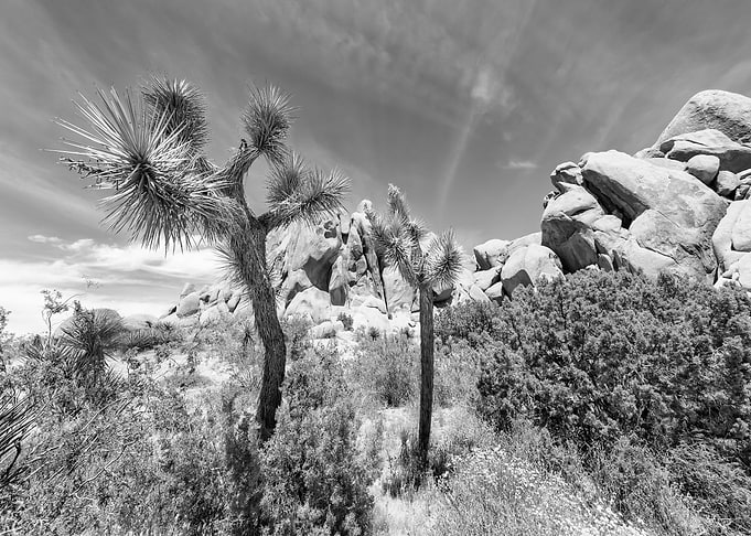 Monochrome Joshua Trees
