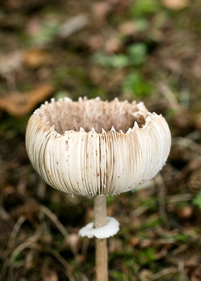 Wild mushroom macro prints