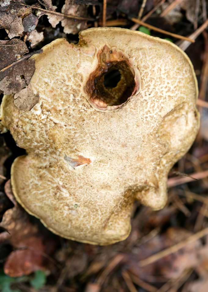 Wild mushroom macro prints