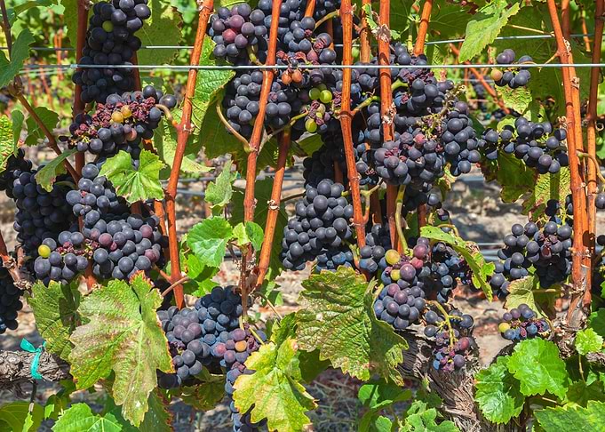 Grapevines