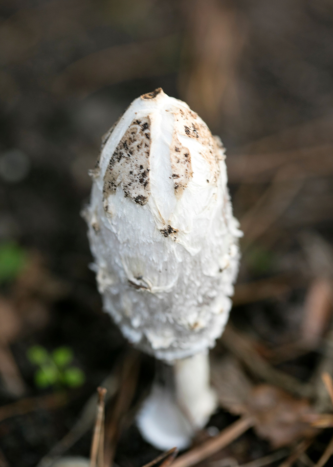 Wild mushroom macro prints