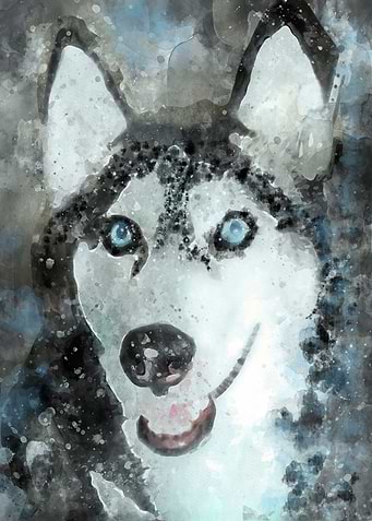 Tika ani our SiberianHusky