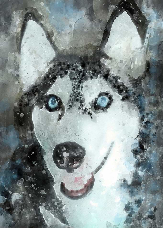Tika ani our SiberianHusky