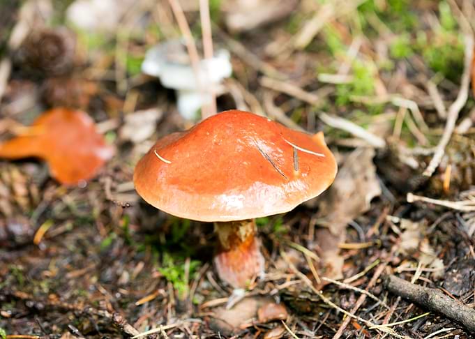 Wild mushroom macro prints