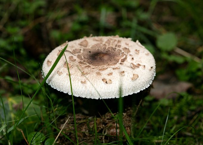 Wild mushroom macro prints
