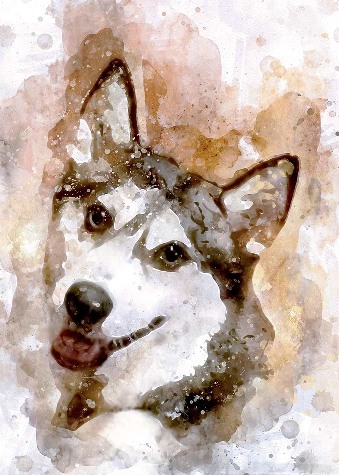 Tika ani our SiberianHusky