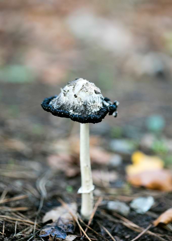 Wild mushroom macro prints