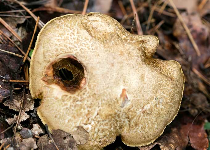 Wild mushroom macro prints