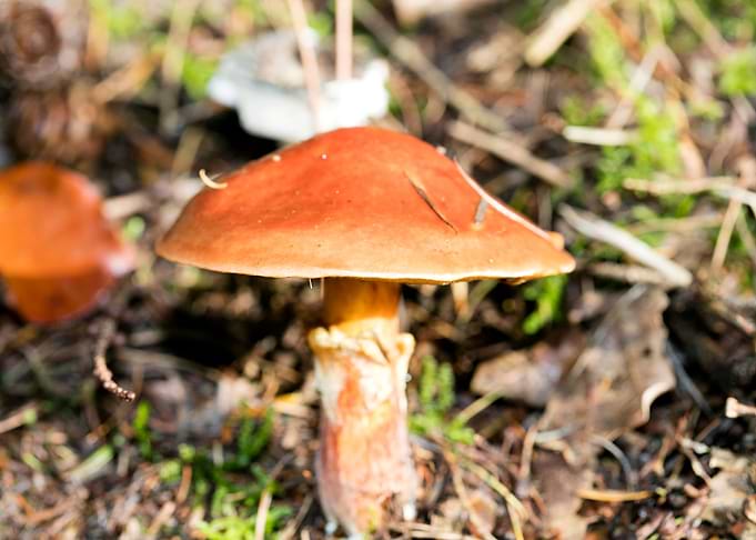 Wild mushroom macro prints