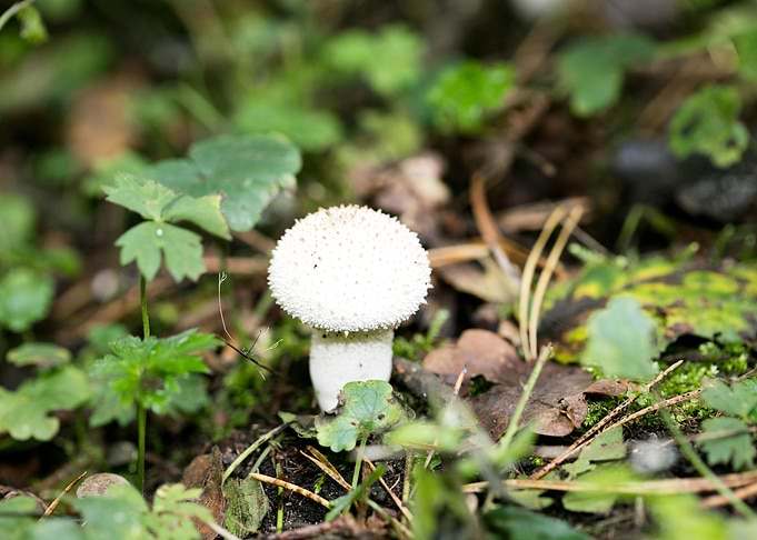 Wild mushroom macro prints