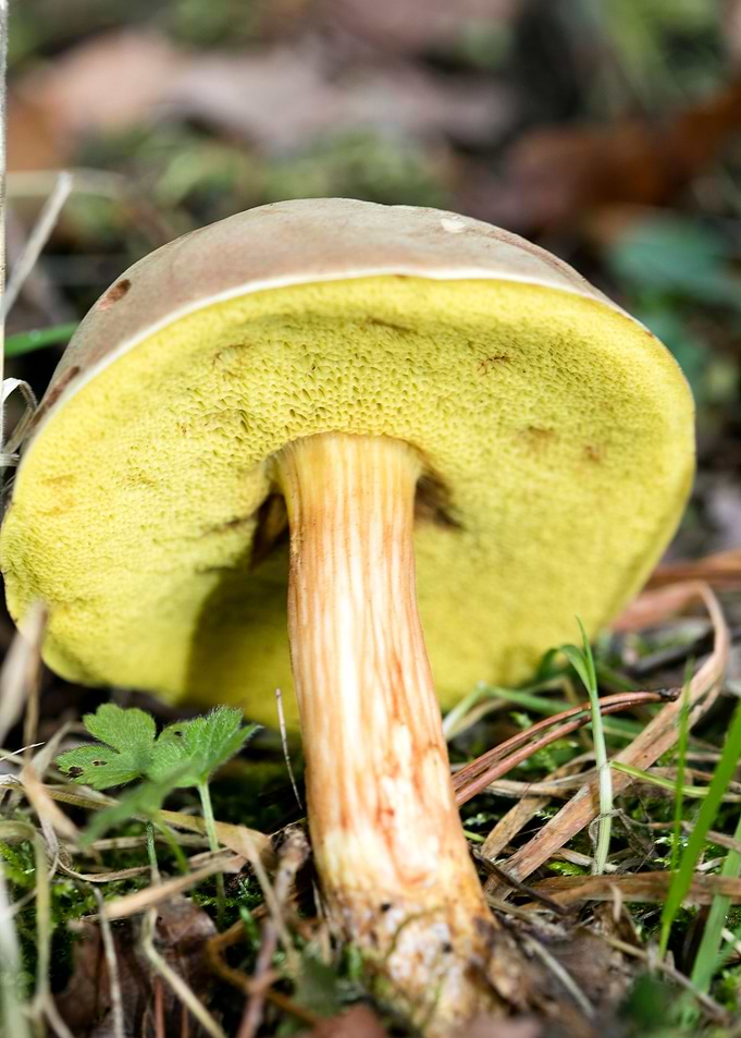 Wild mushroom macro prints