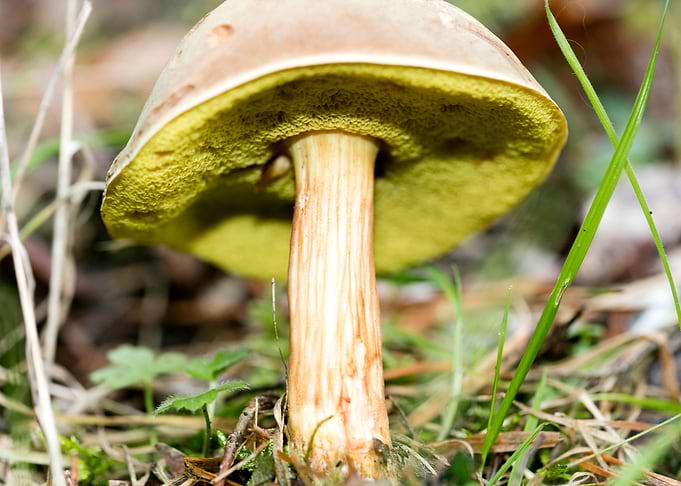 Wild mushroom macro prints