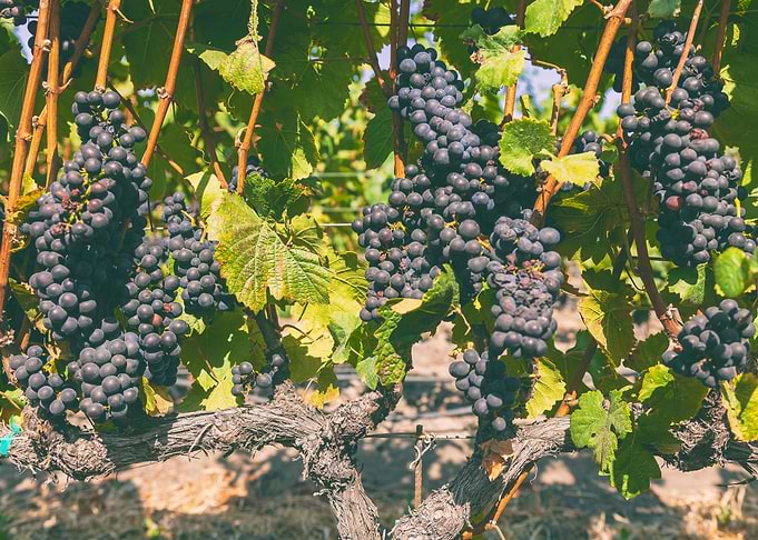 Grapevines