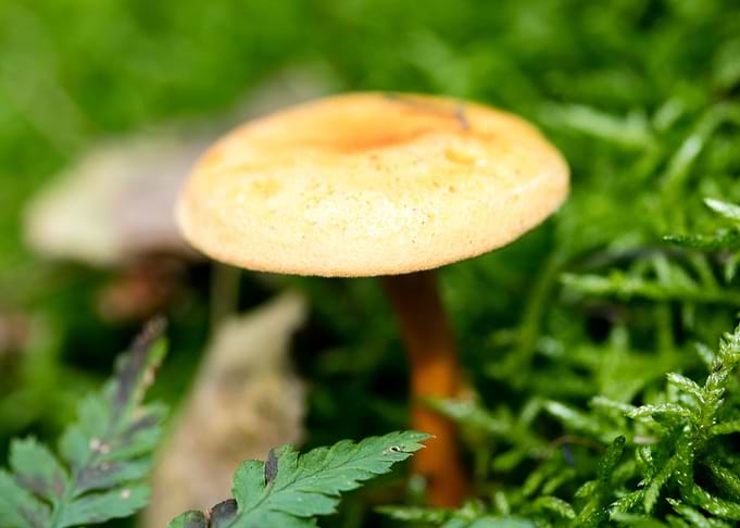Wild mushroom macro prints