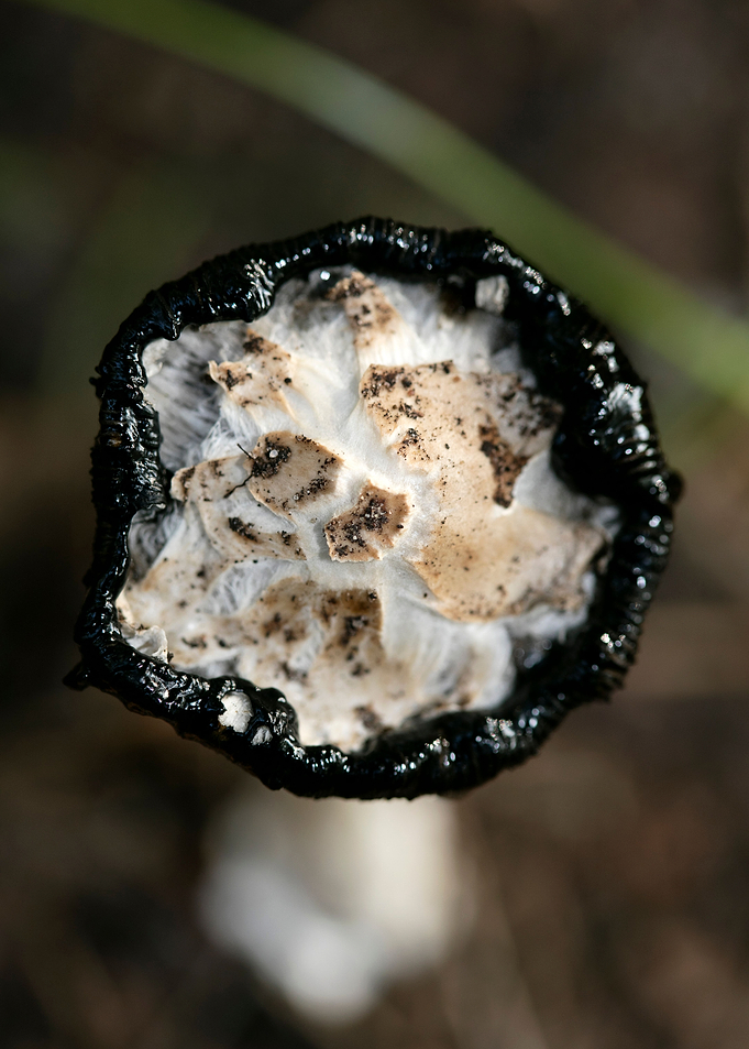 Wild mushroom macro prints
