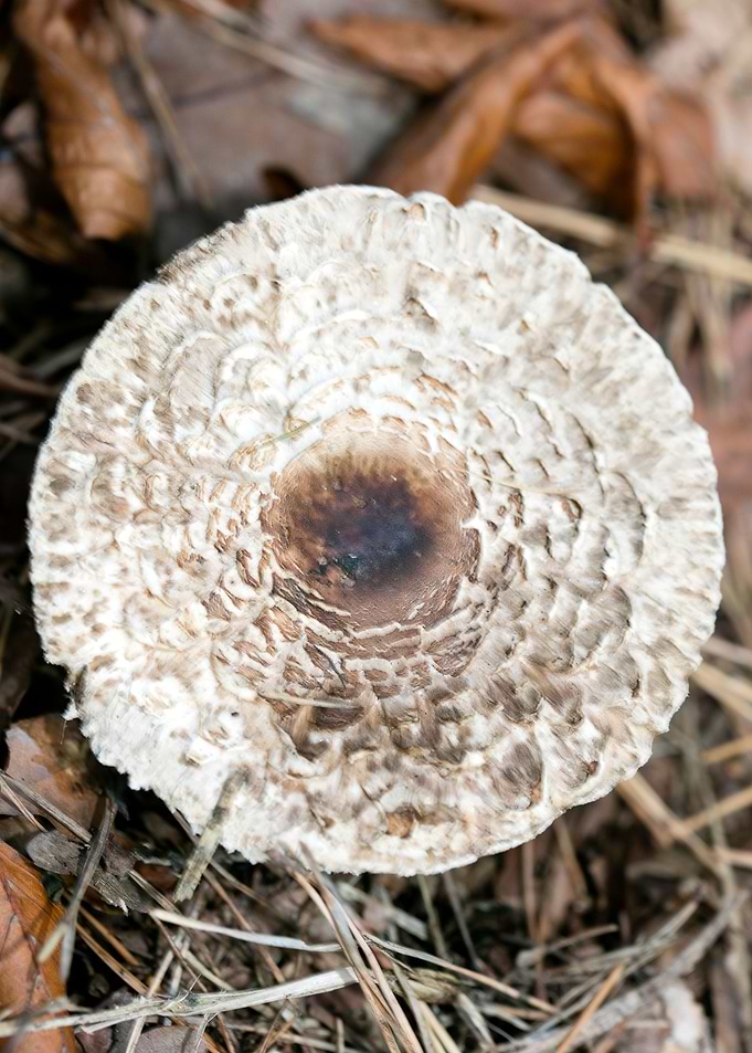 Wild mushroom macro prints