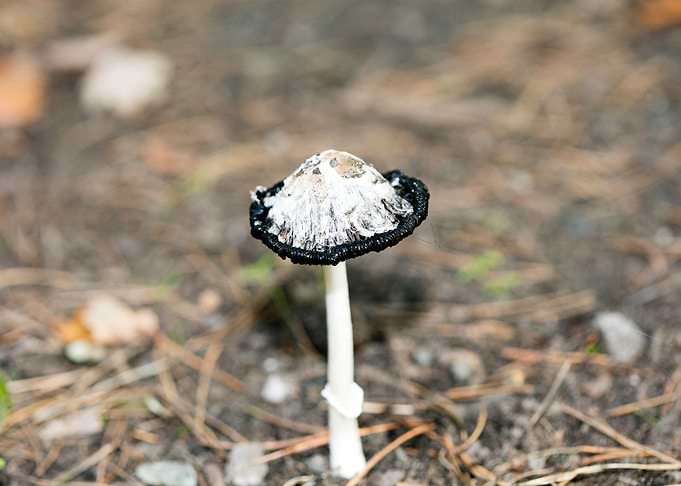 Wild mushroom macro prints