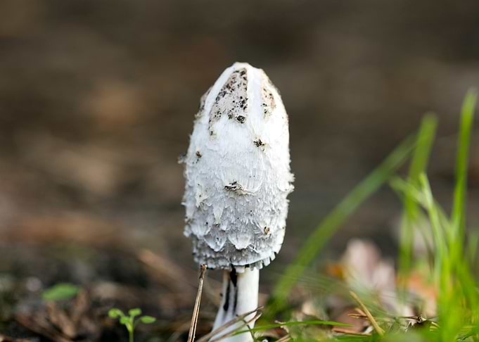 Wild mushroom macro prints