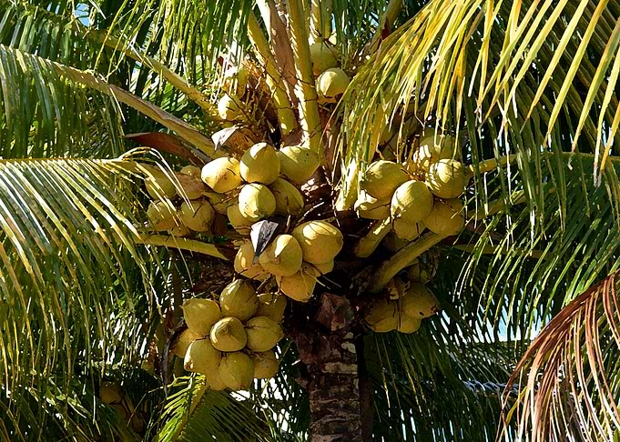 coconuts