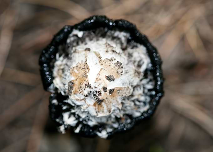 Wild mushroom macro prints