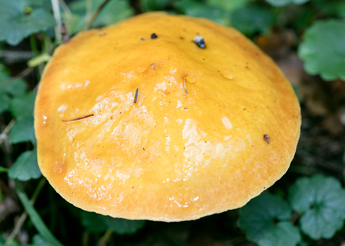 Wild mushroom macro prints
