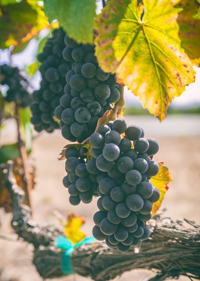 ripen