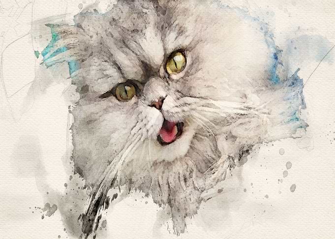Gismo our persian tomcat