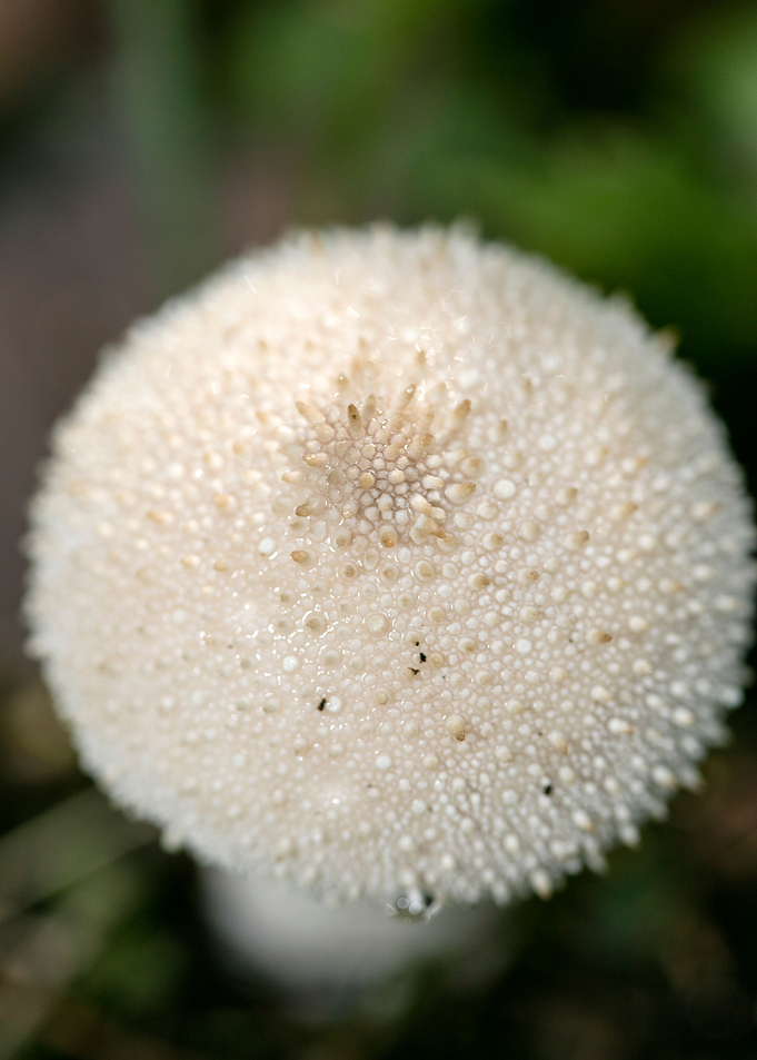Wild mushroom macro prints