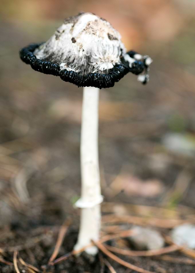 Wild mushroom macro prints