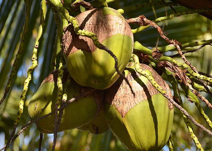 coconuts