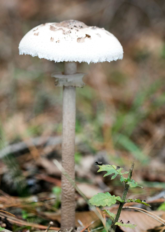 Wild mushroom macro prints