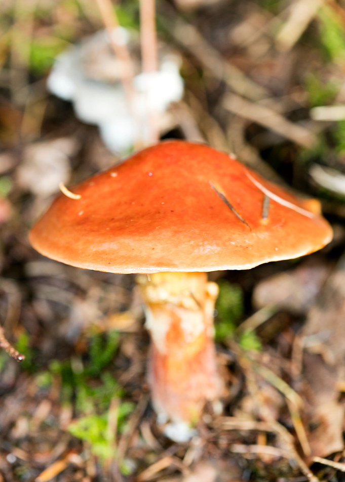 Wild mushroom macro prints