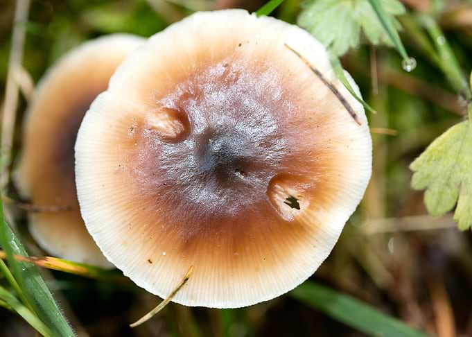 Wild mushroom macro prints