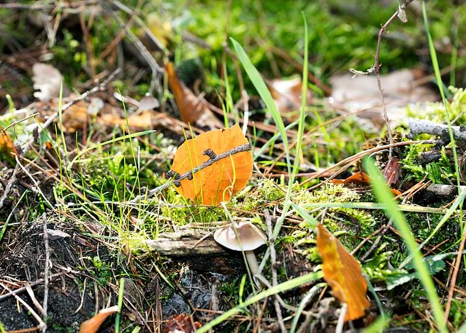 Wild mushroom macro prints