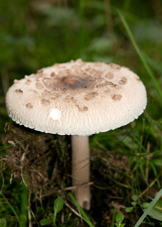Wild mushroom macro prints