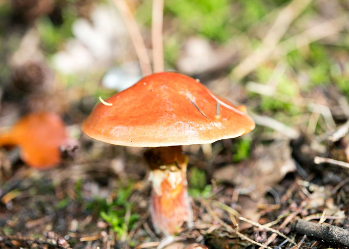 Wild mushroom macro prints