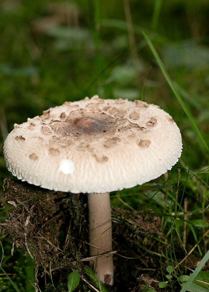 Wild mushroom macro prints