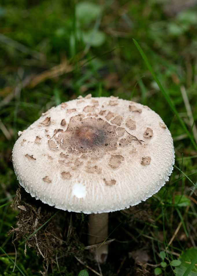 Wild mushroom macro prints