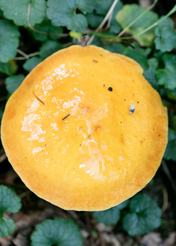 Wild mushroom macro prints