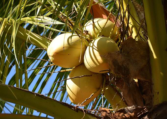 coconuts