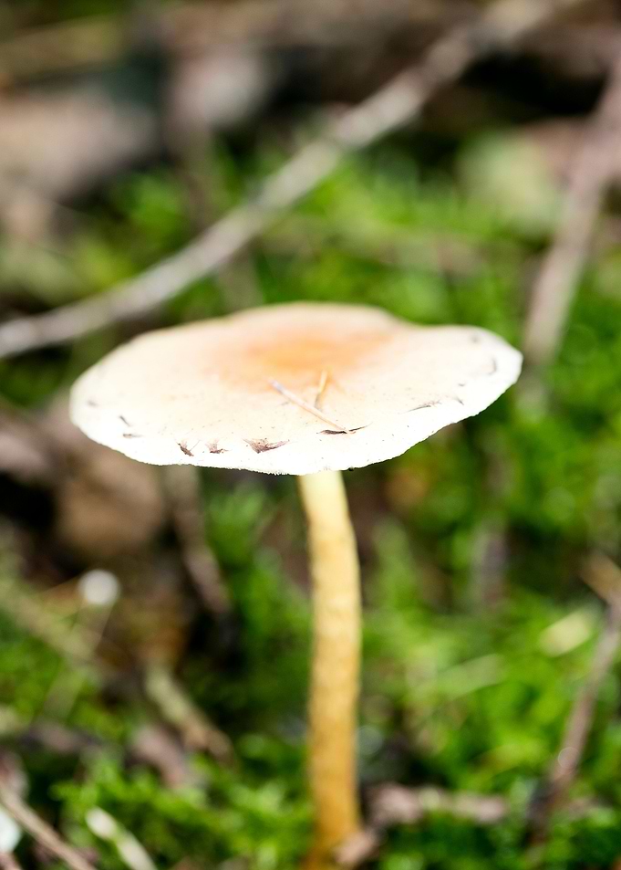 Wild mushroom macro prints