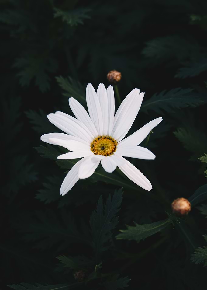 Bokeh of a Beauty