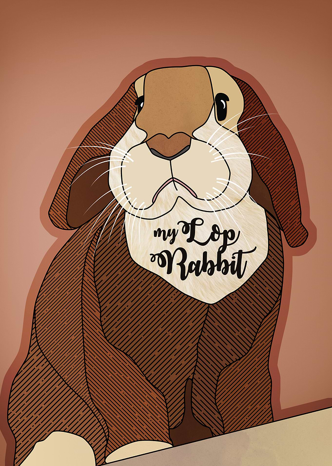 My Lop Rabbit