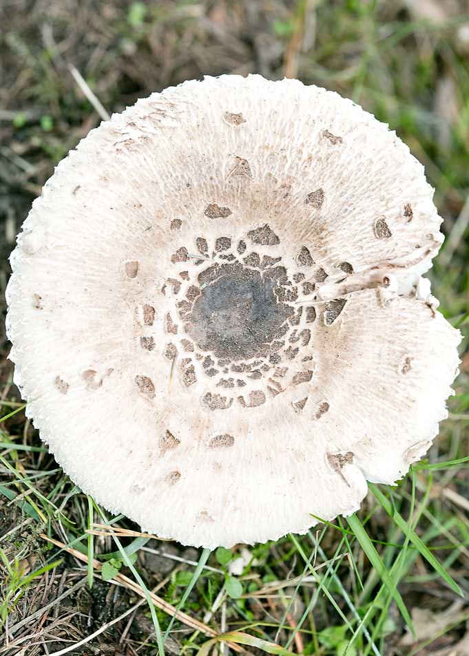 Wild mushroom macro prints