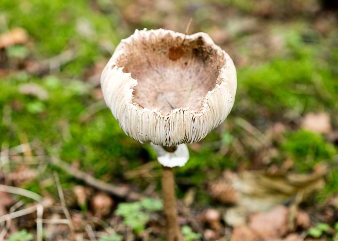 Wild mushroom macro prints