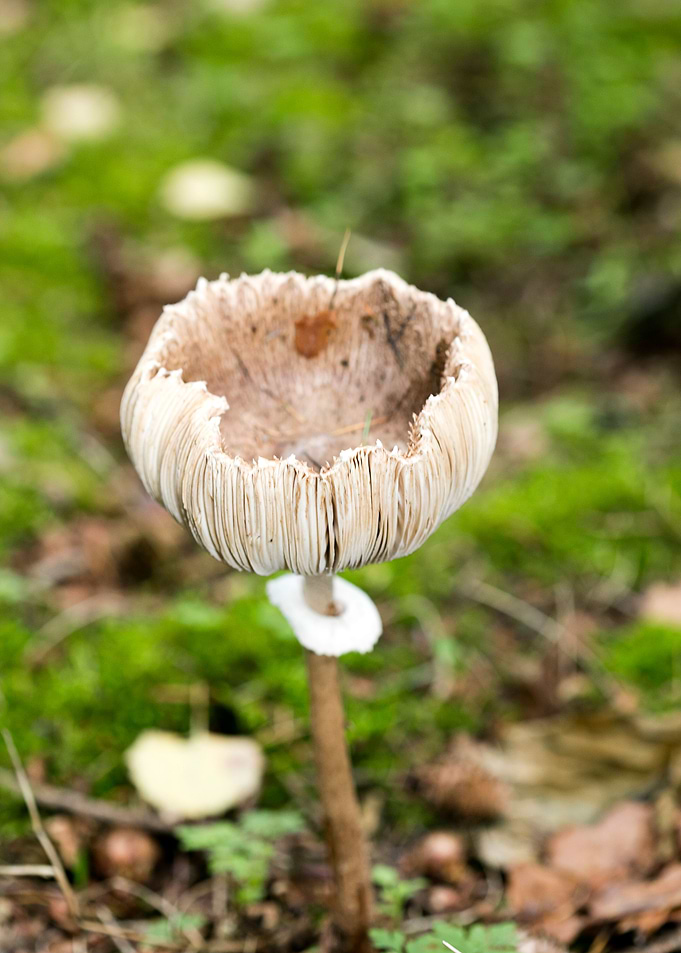 Wild mushroom macro prints