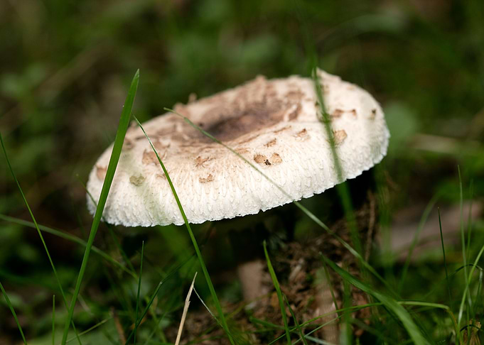 Wild mushroom macro prints